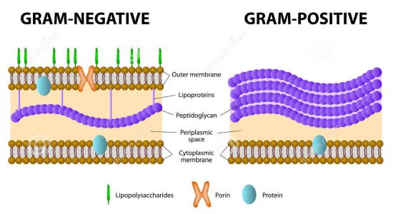 Batteri gram-negativi possono influenzare la patologia dell'AD