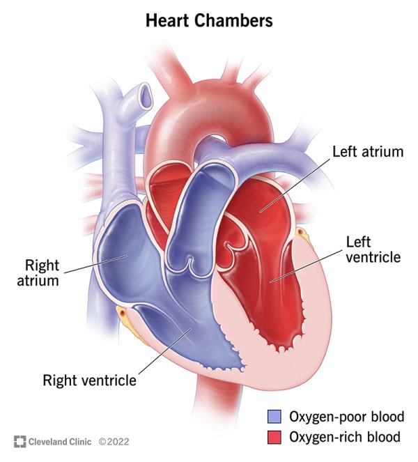 heart chambers