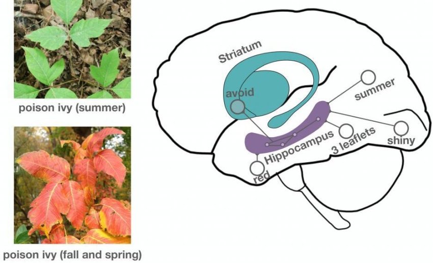 hippocampus recognizes poison ivy