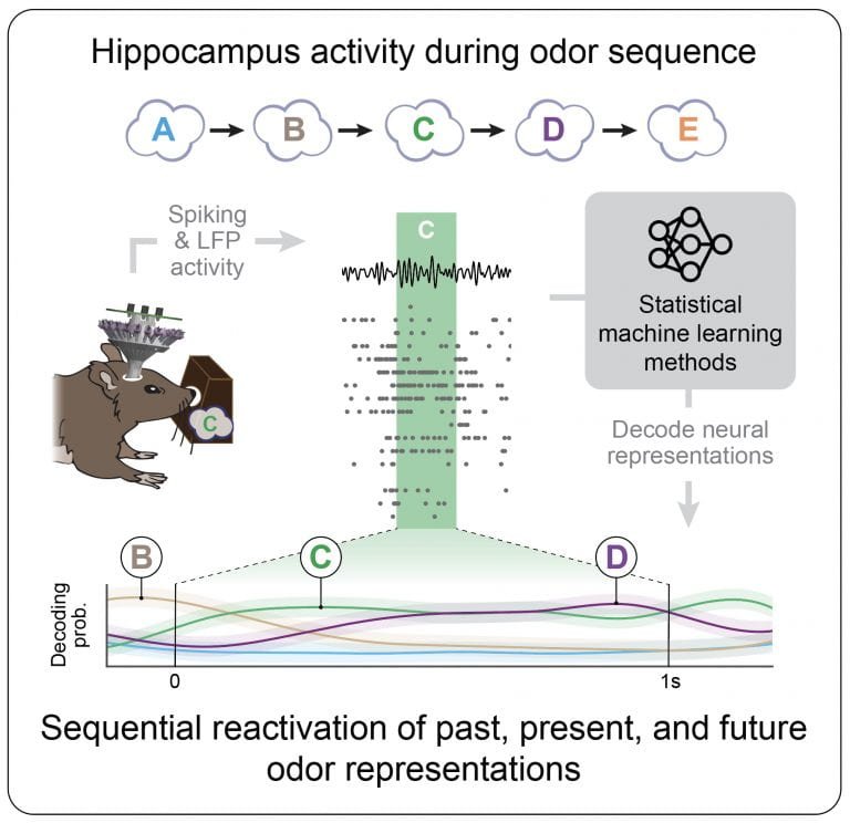 hippocampus activity during odor sequence