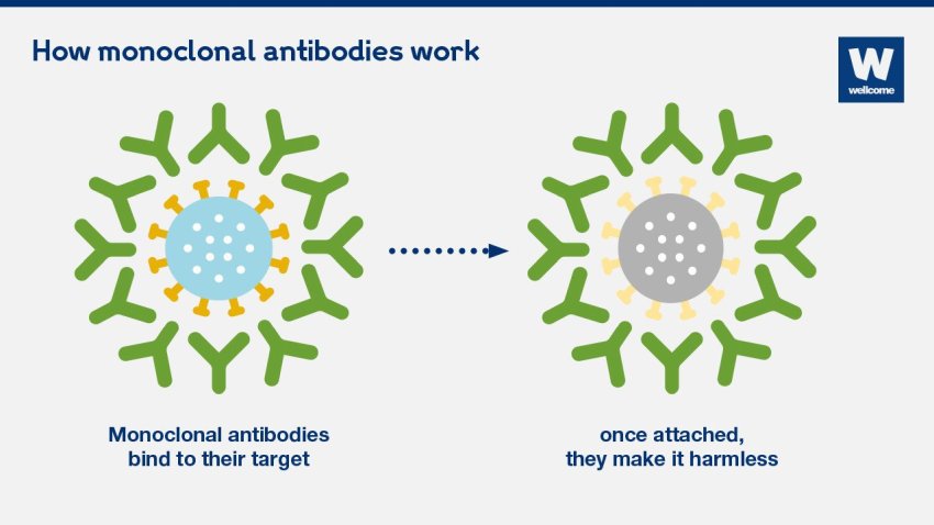 how monoclonal antibodies work