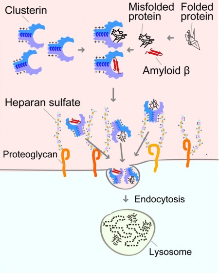 how Clusterin brings misfolded proteins and amyloid β into cells