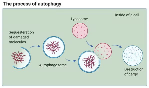 how autophagy works