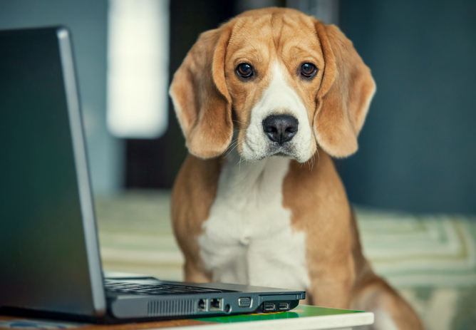 Cosa possono insegnarci i cani Beagles sull'Alzheimer?