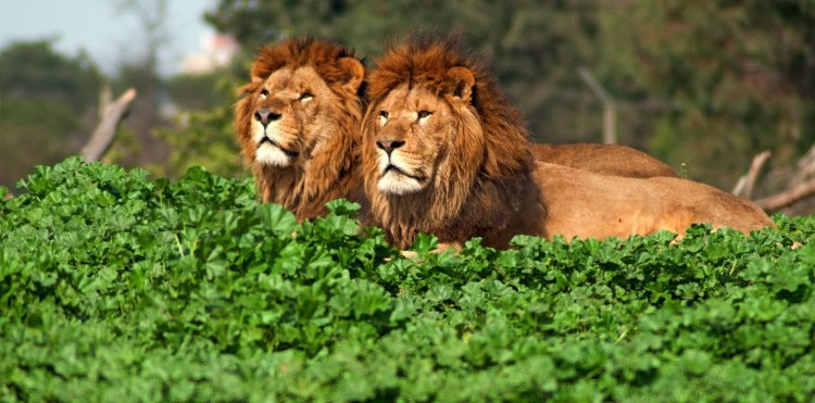 lions-two-better-than-one.jpg