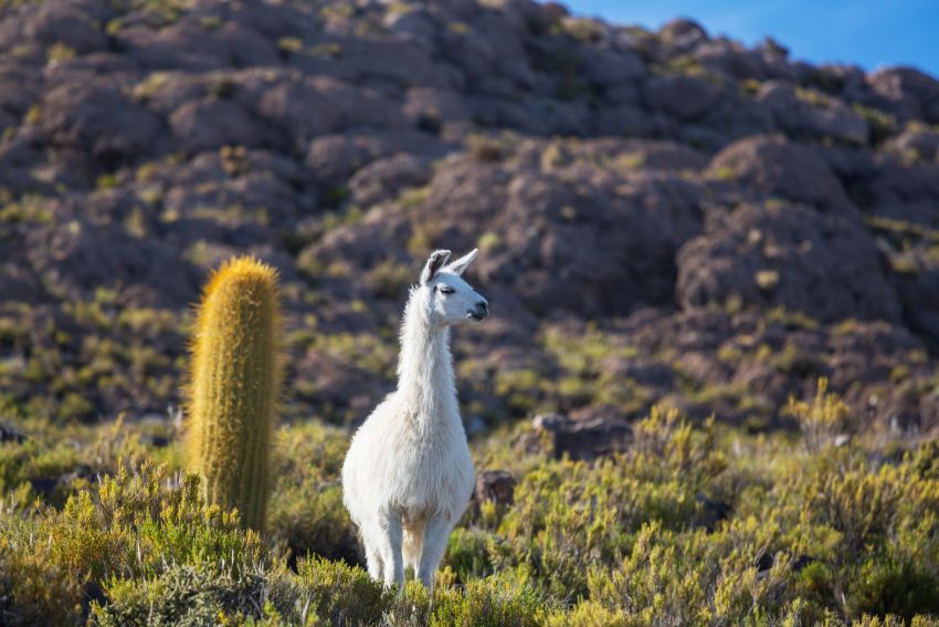 llama bolivia