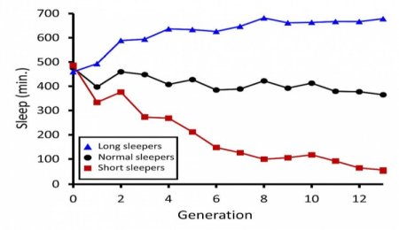 Dormire o no: scoperti i geni che determinano la durata del sonno