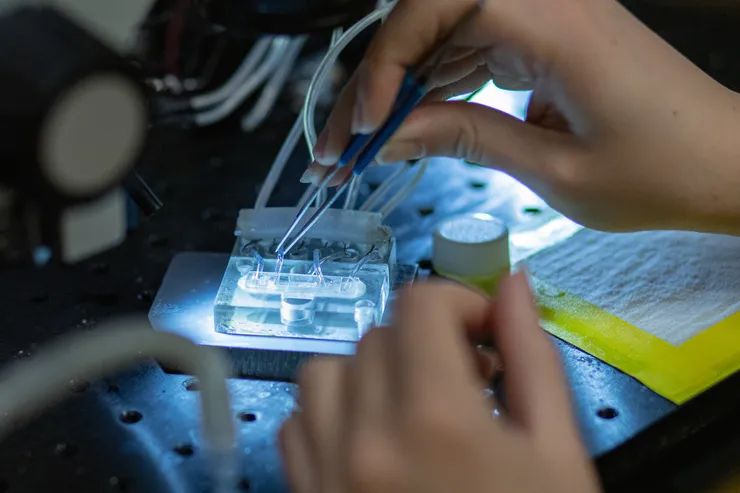 measuring how ion channels respond to electrical signals 