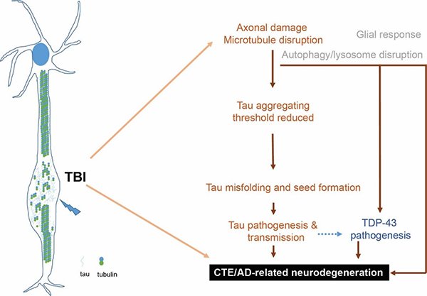 mechanism linking rTBI and AD related neurodegeneration