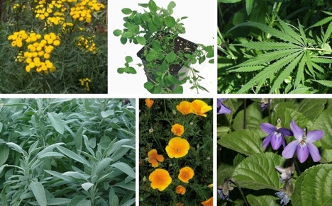 medicinalplants