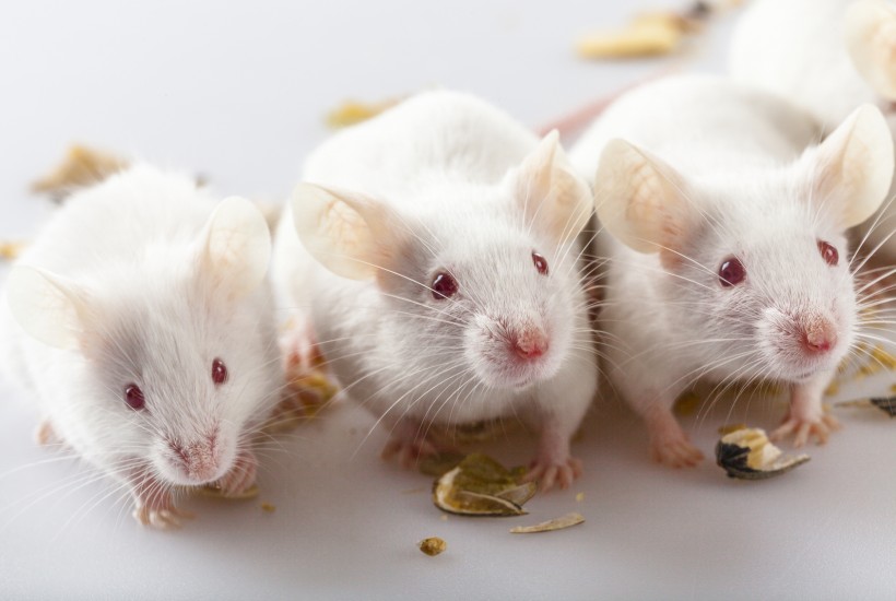 Trovata una nuova cura possibile per l'Alzheimer ... dei topi