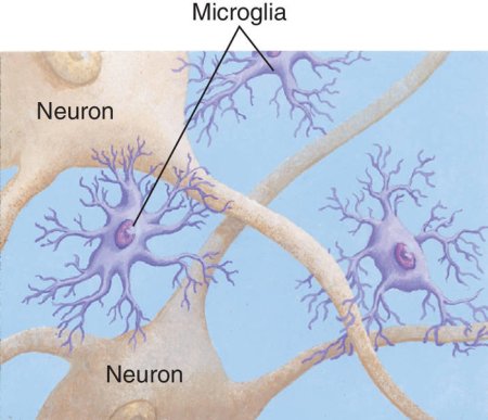 microglia and neurons
