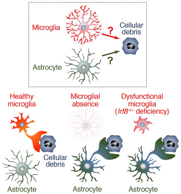 microglia ablation