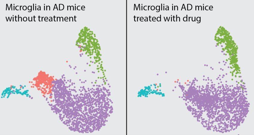 microglia in AD mice untreated and treated with drug