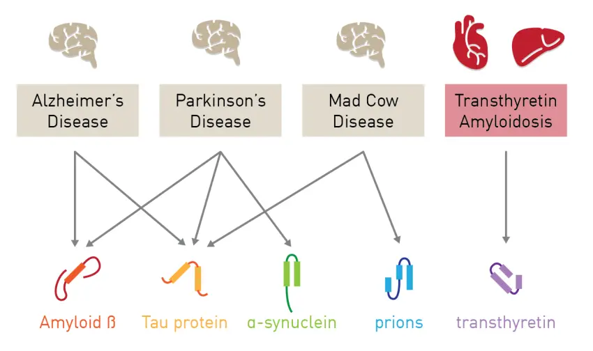 misfolded proteins in various diseases