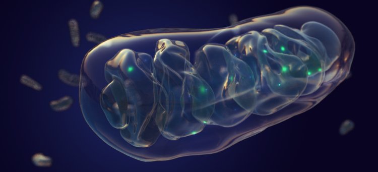 mitochondria5
