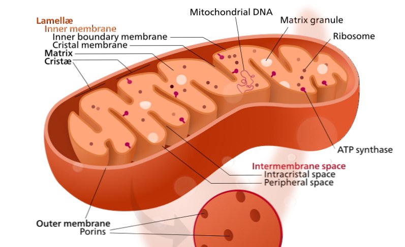 Cellule stressate? L'allungamento dei mitocondri evita che muoiano