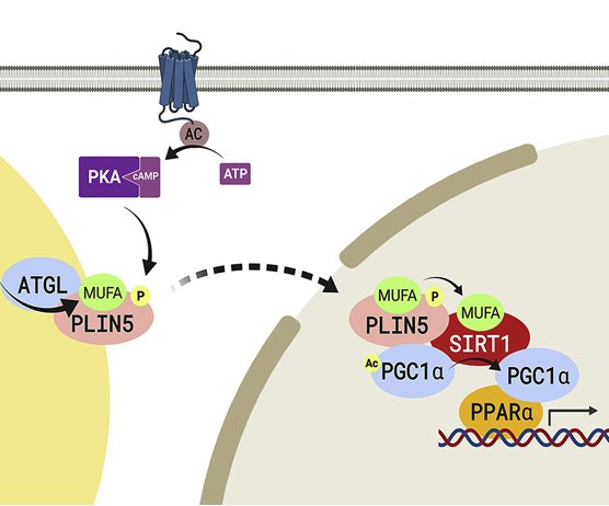 monounsaturated fatty acids allosterically modulating SIRT1 via PLIN5