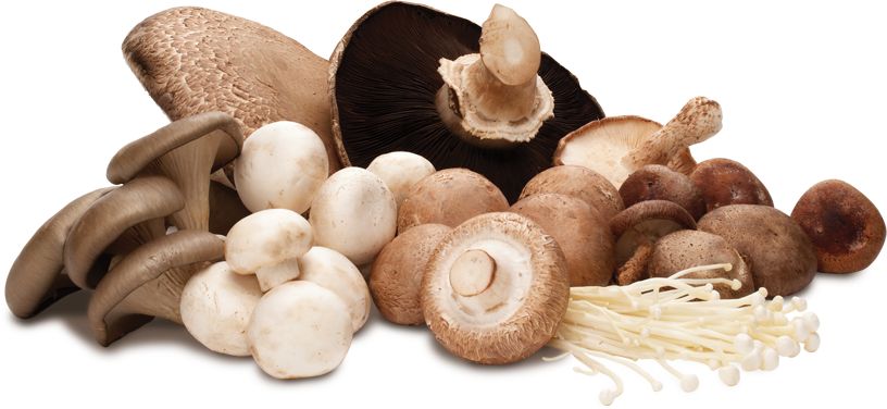 I molti antiossidanti dei funghi potrebbero essere anti invecchiamento