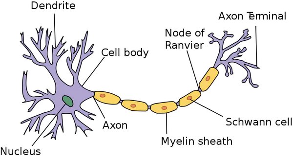 nerve cell diagram 