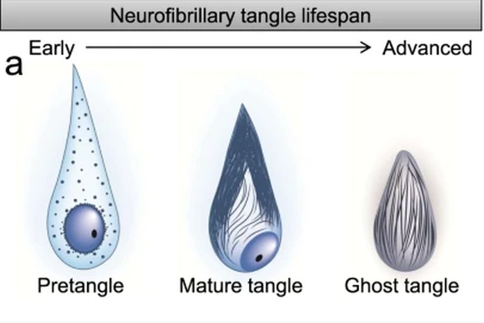 neurofibrillary tangle lifespan