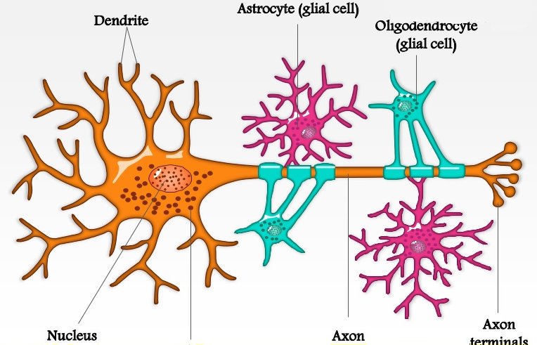neuron glial cells astrocyte