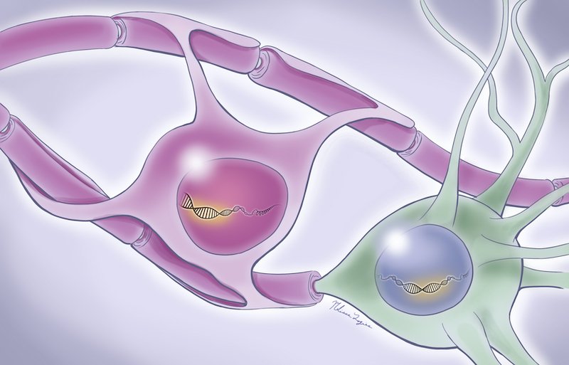 neuron green ensheathed by an oligodendrocyte purple