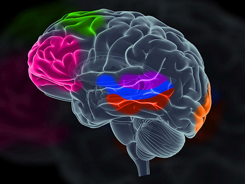 Nel nostro cervello coesistono neuroni molto diversi tra loro