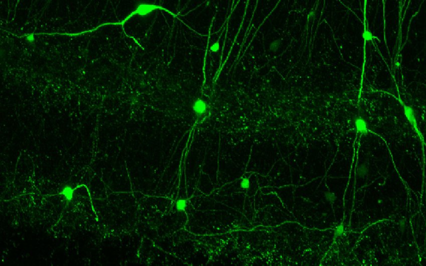 memory consolidation neurons