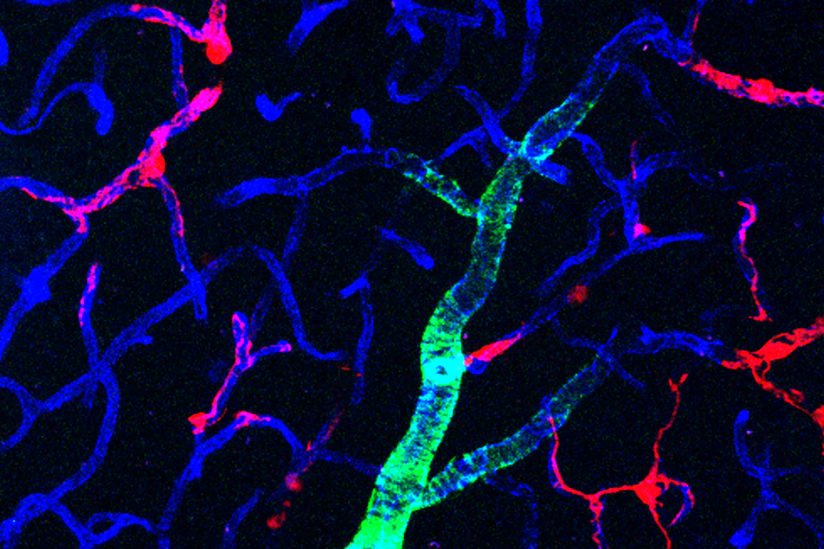 neurons pericytes in red