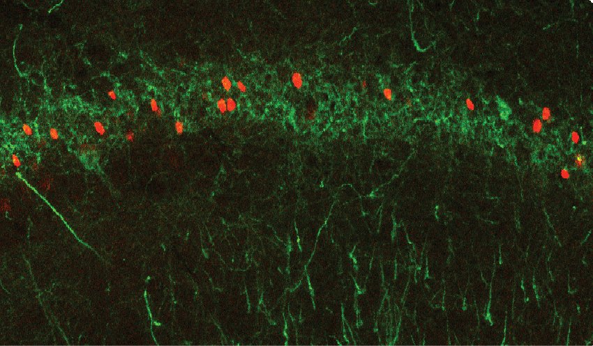 neurons expressing fos in red yap et al