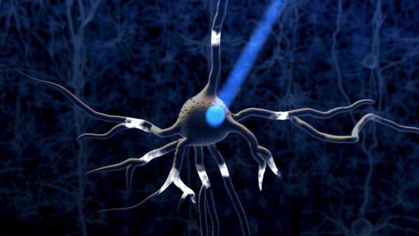 optogenetics cerebrum