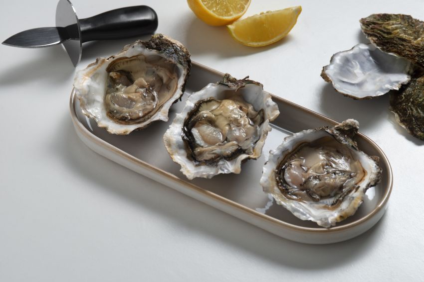 oysters 