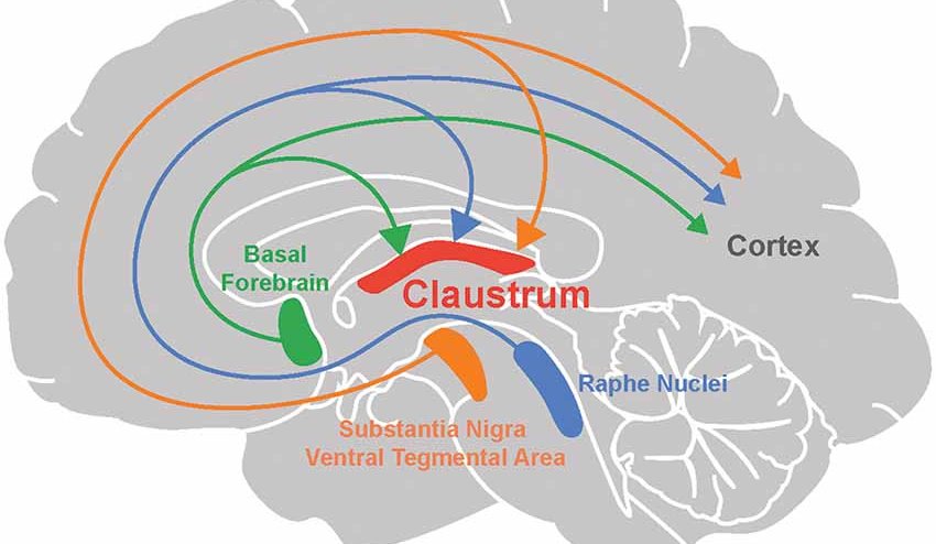 position of claustrum