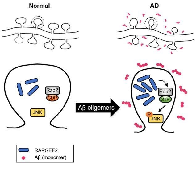 role of RAPGEF2 in Aβ oligomer induced synaptic degeneration