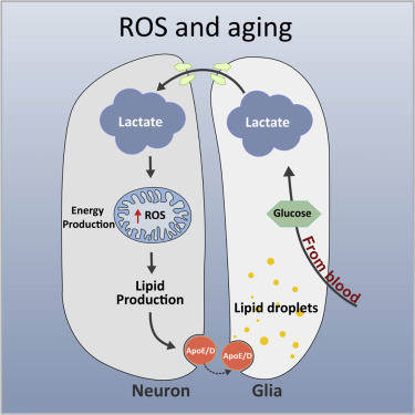 L'interruzione dell'alleanza metabolica tra cellule cerebrali è legata all'Alzheimer