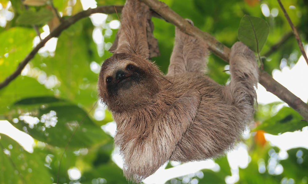 sloth on tree 