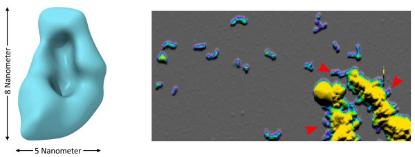 small oligomers under cryo electron microscopy