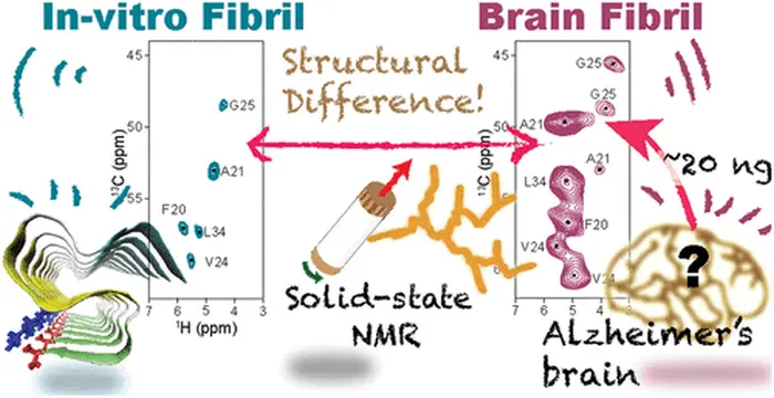 structural difference between in vitro and brain fibrils