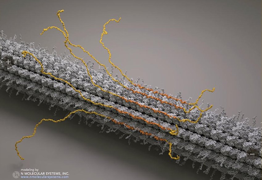 tau protein on microtubule