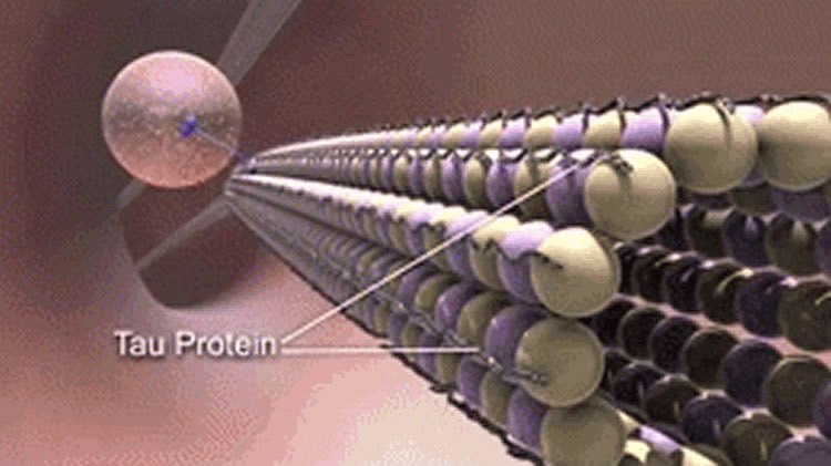 NAP, il farmaco condidato che stabilizza i microtubuli, il sistema vitale di trasporto dei neuroni