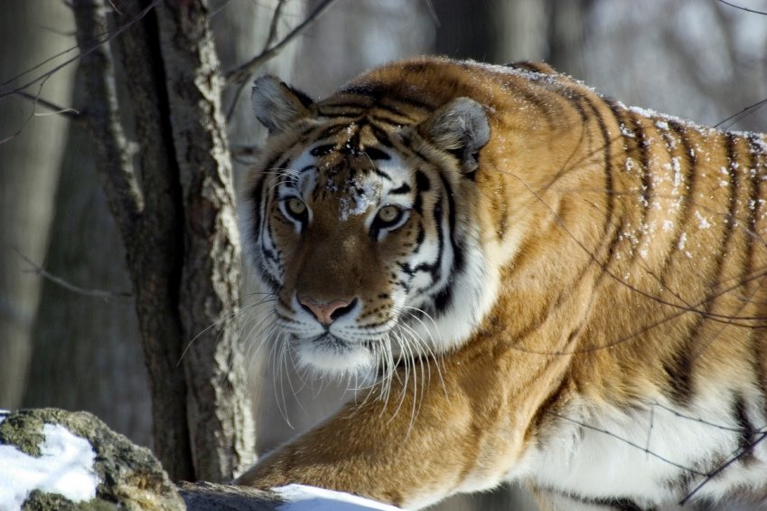 tiger threat