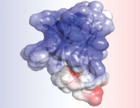 Trem2: i dettagli della proteina alle radici dell'Alzheimer