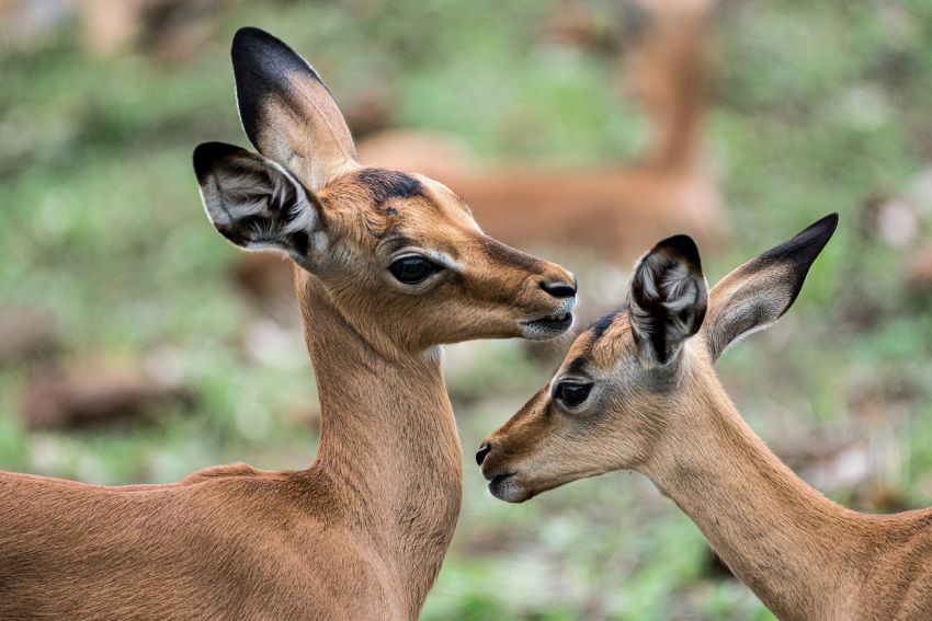 two impala calfs kruger np south africa
