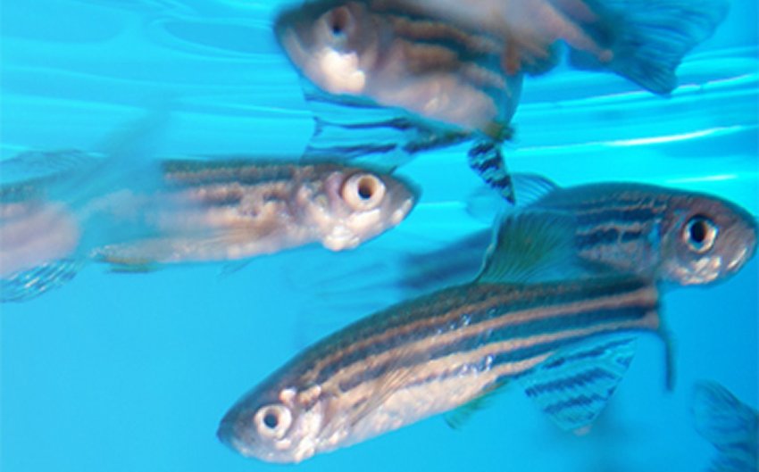 zebrafish to unravel alzheimer