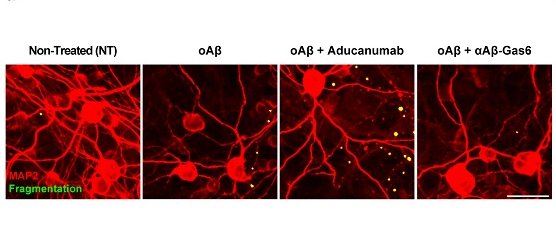 αAβ Gas6 clears Aβ oligomers and fibrils without causing neurotoxicity